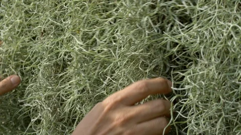 Spanish moss with man hand. Stock Footage 106757898