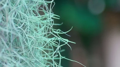 Spanish moss moving with wind Stock Footage 79856466