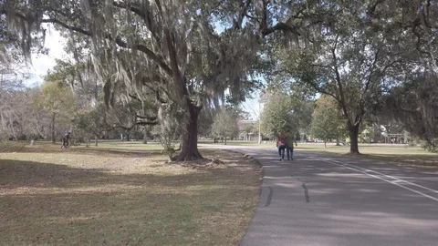Spanish moss in oak Stock-Footage 123981068