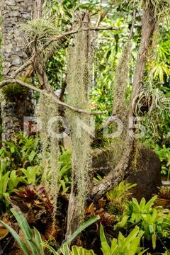 Spanish moss or Tillandsia usneoides suitable for plant without