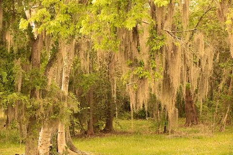 Spanish Moss Foto stock