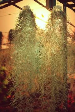 Spanish moss Stock Photos