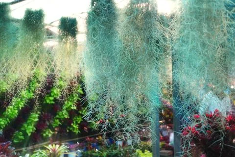Spanish moss Foto stock