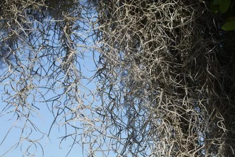 Spanish moss Stock Photos