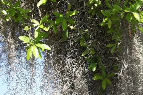 Spanish moss Stock Photos