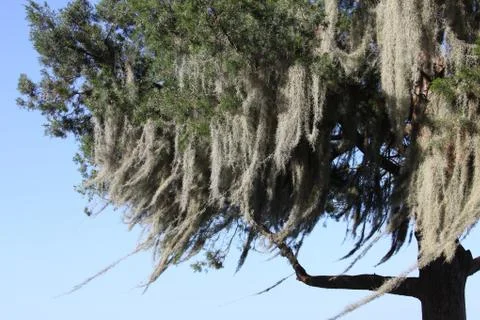 Spanish moss Stock Photos