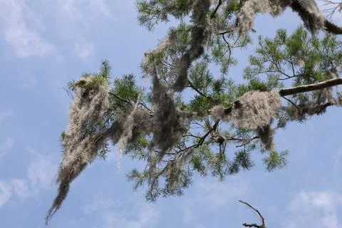 Spanish moss Stock Photos