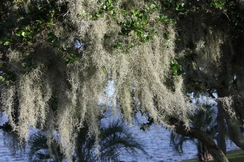 Spanish moss Stock Photos