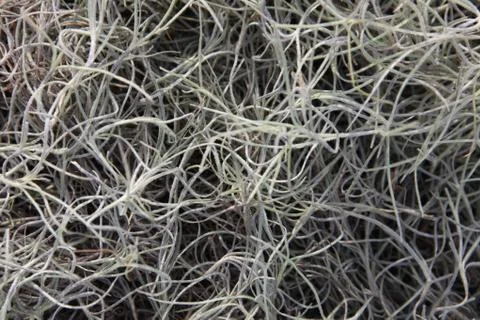 Spanish moss Stock Photos