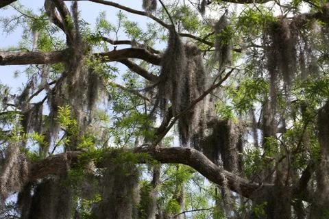 Spanish moss Stock Photos