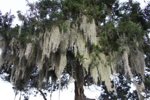 Spanish moss Stock Photos