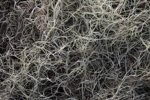 Spanish moss Stock Photos
