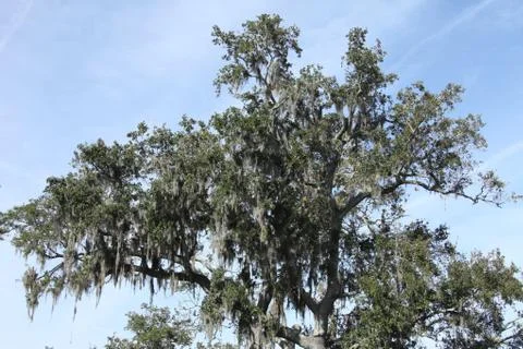 Spanish moss Stock Photos