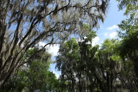 Spanish moss Stock Photos