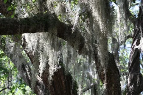 Spanish moss Stock Photos