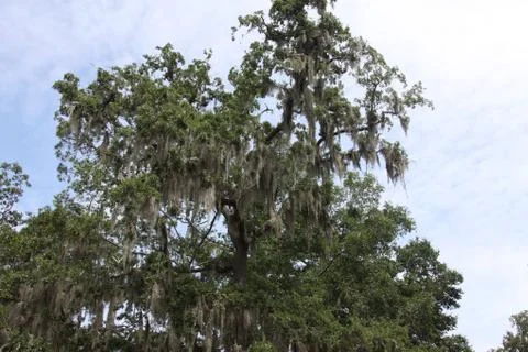Spanish moss Stock Photos