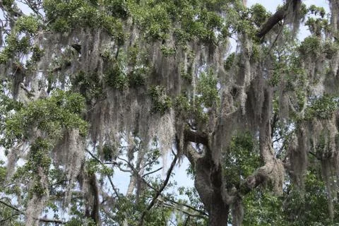 Spanish moss Stock Photos