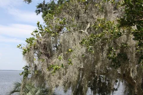 Spanish moss Stock Photos