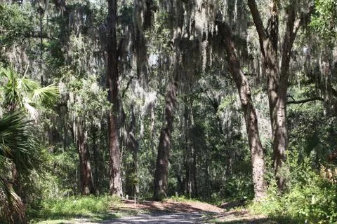 Spanish moss Stock-Fotos
