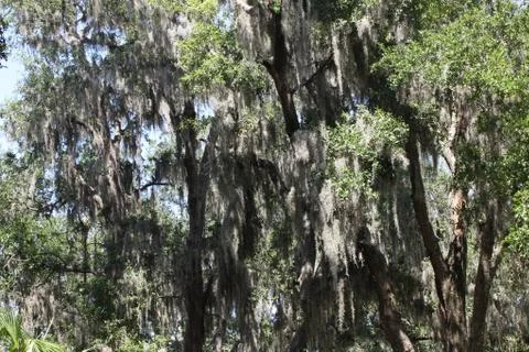 Spanish moss Stock Photos