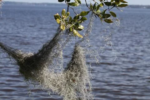 Spanish moss Stock Photos