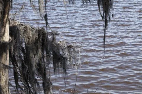 Spanish moss Stock Photos