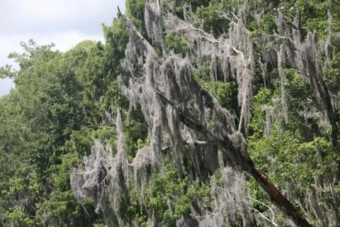 Spanish moss Stock Photos