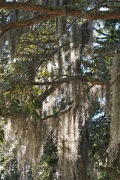 Spanish Moss Stock Photos