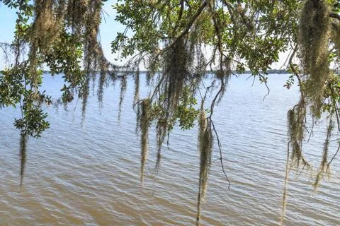 Spanish Moss Stock Photos