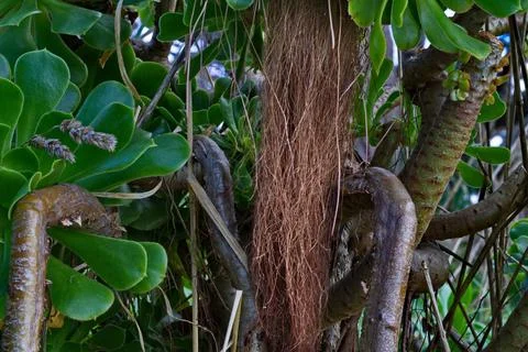 Spanish Moss 写真素材