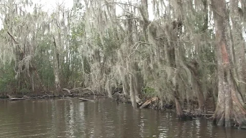 Spanish moss right side swamp busy Stock Footage 88291981
