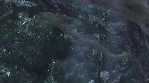 Spanish moss stormy windy day at 25fps Stock-Footage 44040717