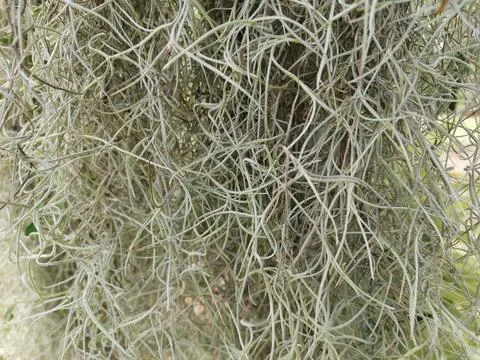 Spanish moss surface on background Stock Photos