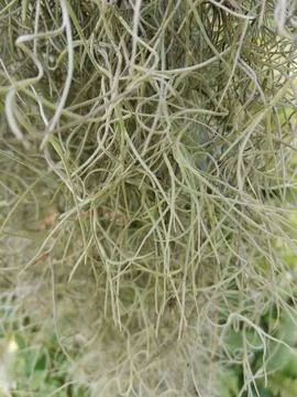 Spanish moss texture on background Stock Photos