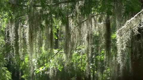 Spanish moss tracking shot Stock Footage 54894091