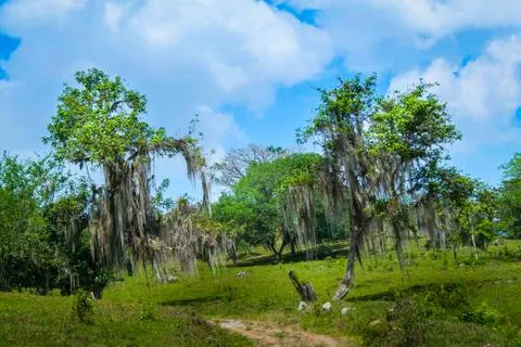 Spanish moss tree Stock Photos