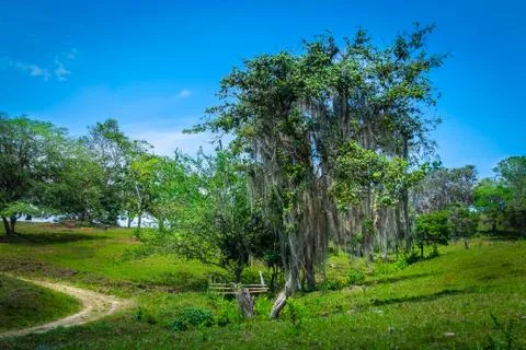 Spanish moss tree Stock Photos