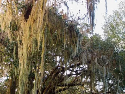 Spanish moss on tree Stock Photos