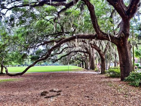 Spanish Moss Trees Arching Over Stock Photos