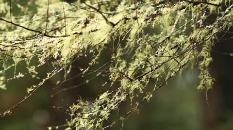 Spanish Moss on Trees CU Stock Footage 55057878