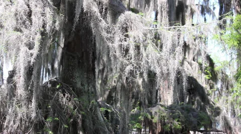 Spanish Moss in Trees Stock Footage 25533981
