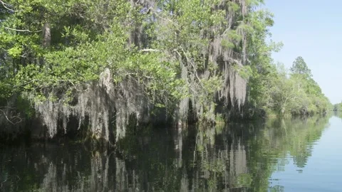 Spanish Moss on trees Stock Footage 131886829