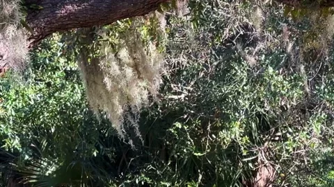 Spanish moss on the trees gently blowing background Video stock 231077048