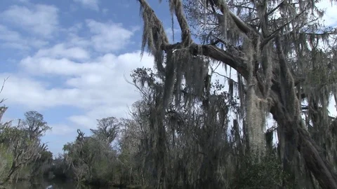 Spanish moss trees swamp Stock Footage 88292018