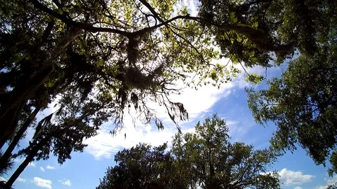 Spanish Moss Under the Sun Stock Footage 104445888