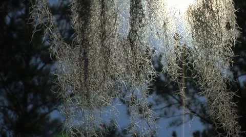 Spanish Moss waves in the breeze back-lit from sun Stock Footage 10836107