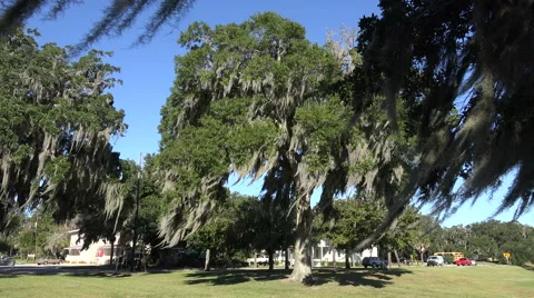 Spanish moss waves from live oak trees in park, south carolina, usa Vídeo Stock 44918294