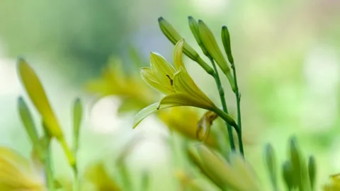 Spanish needles blooming in slow motion. The flowers are a bright yellow color Stock Footage 302068249