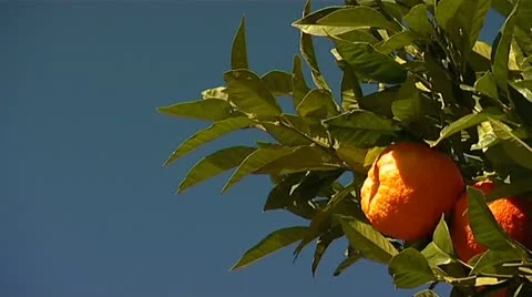 Spanish Oranges Stockbeeldmateriaal 11077165