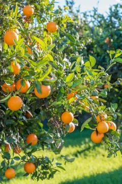Spanish oranges Stock Photos